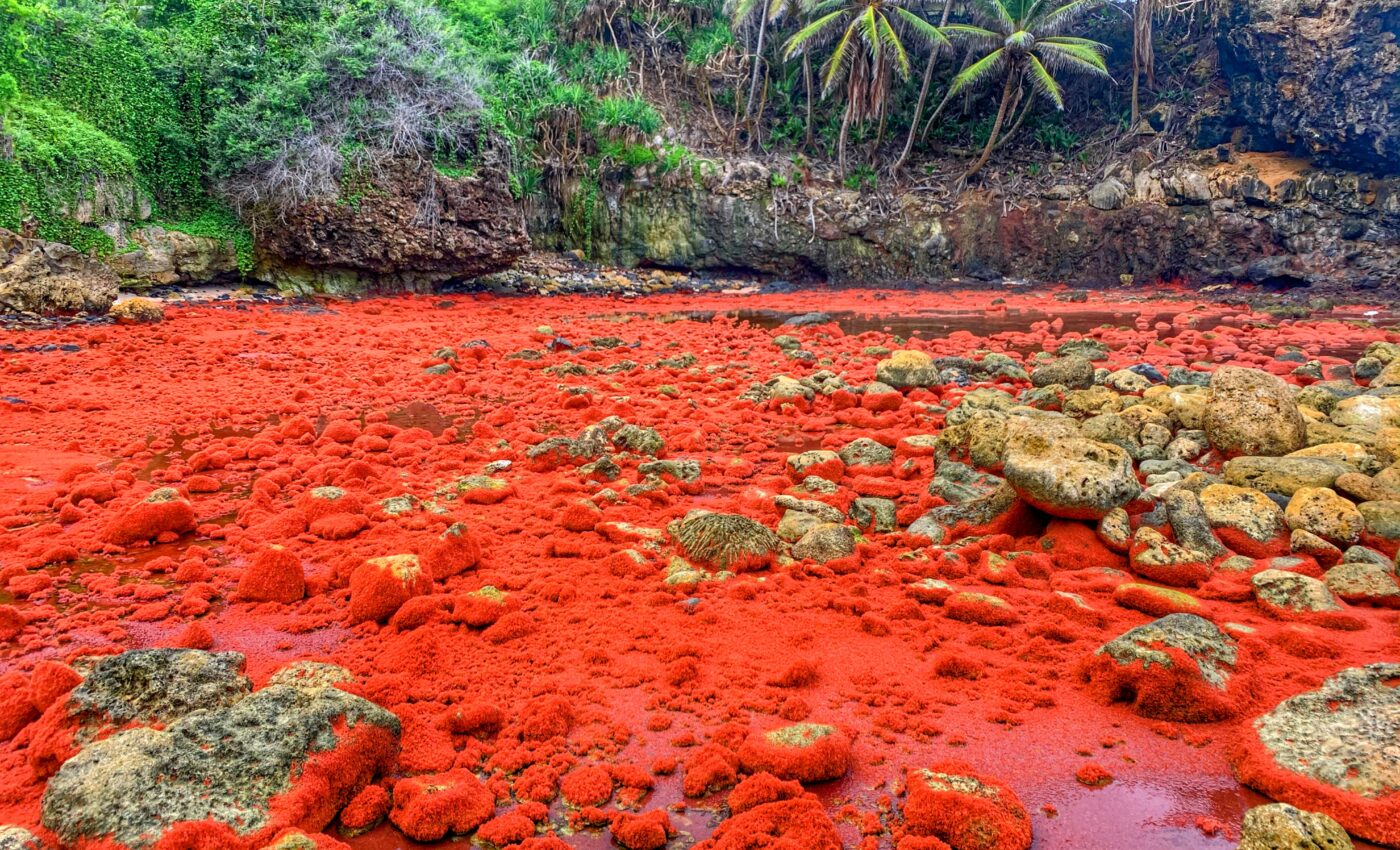 Resurrecting the Christmas Island rat – the limits of possibility