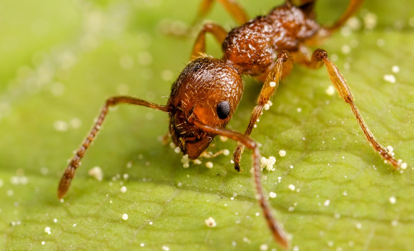 Ants can detect cancer through smell