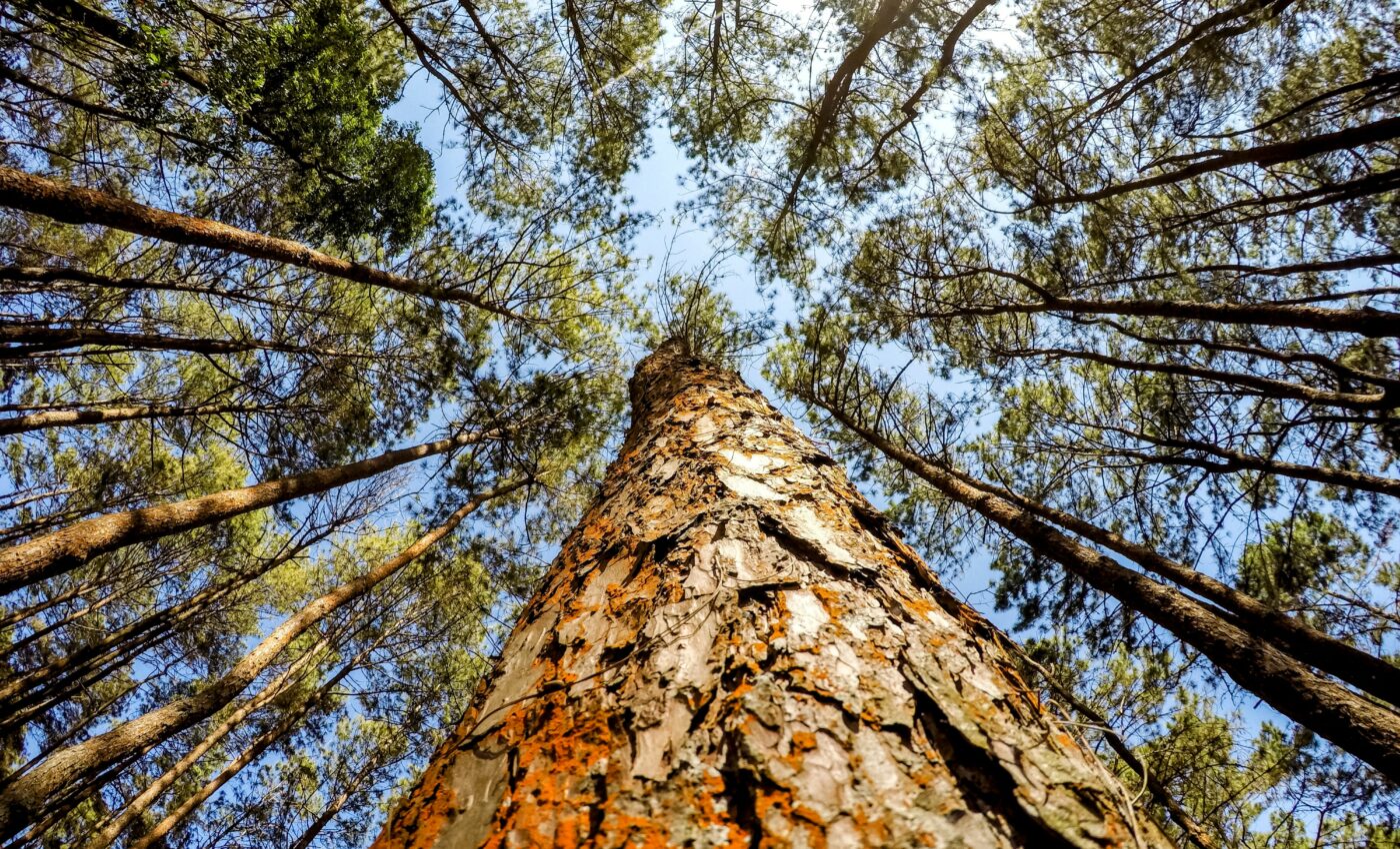 Humans decide which plants win or lose, and most are losing