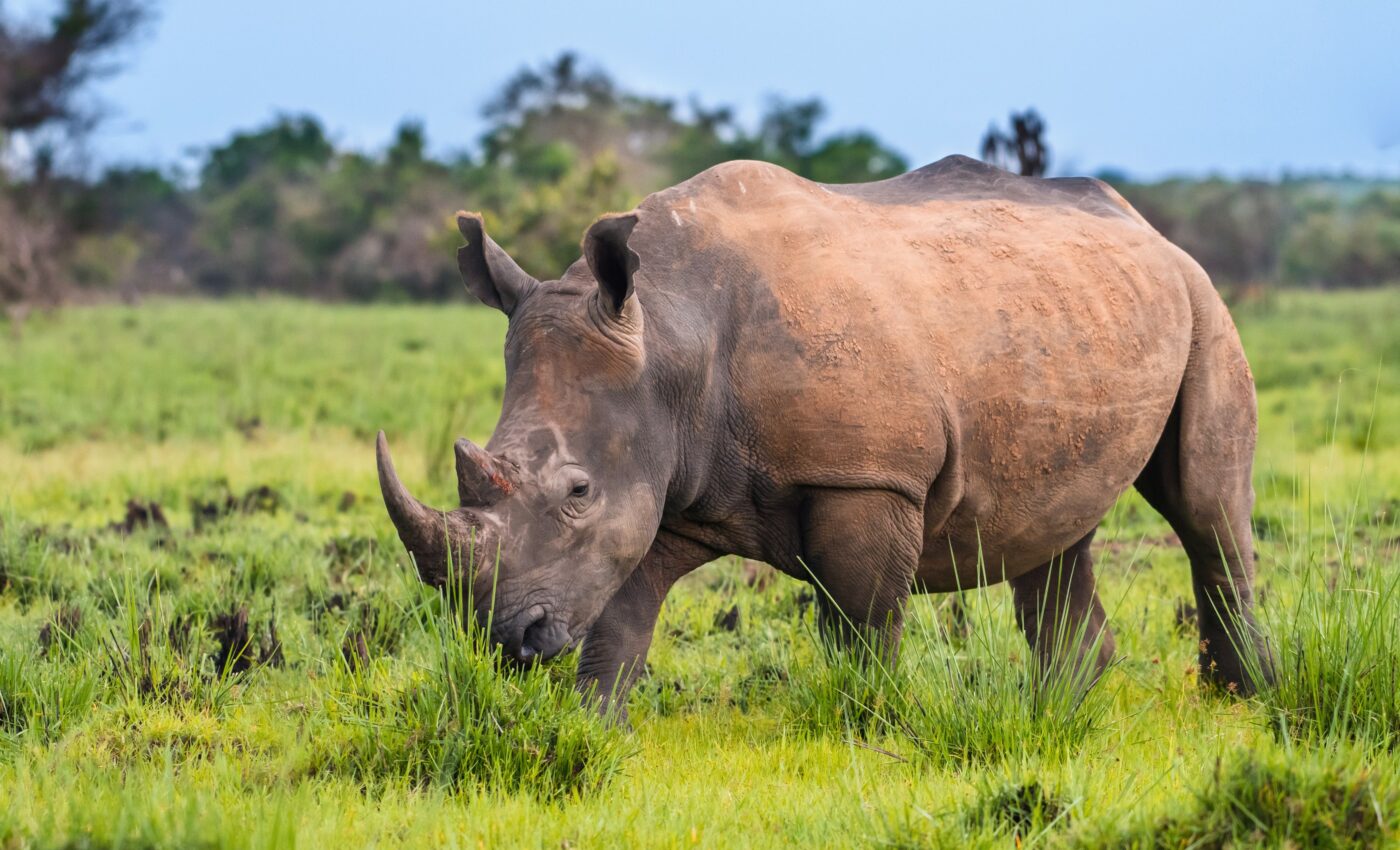 Large mammals play a role in combating climate change