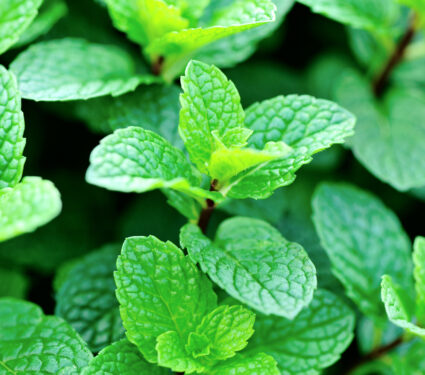 Mint,Plant,Growing,At,Vegetable,Garden