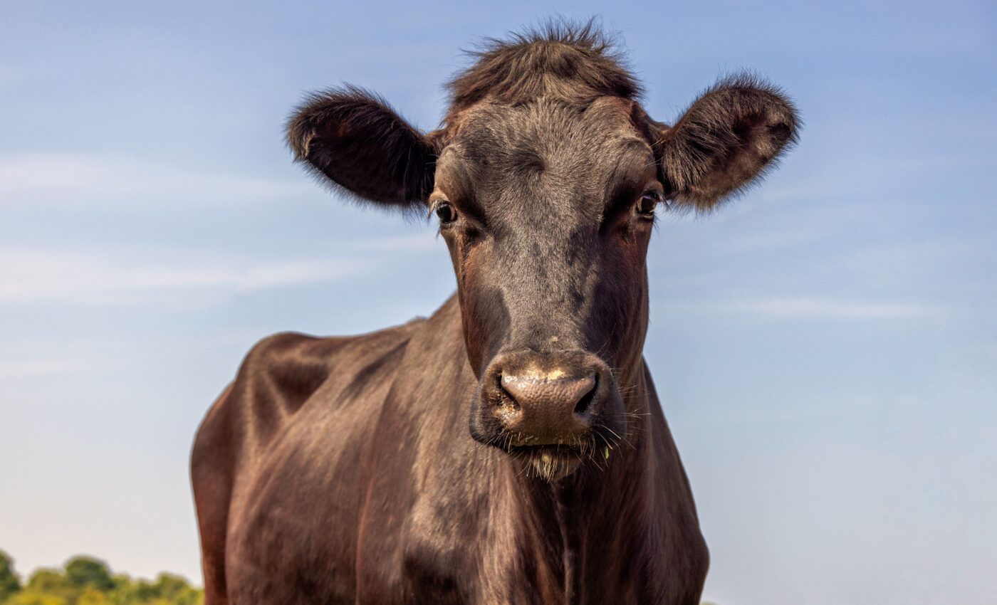 Genetically modified cattle have been cleared in the U.S.