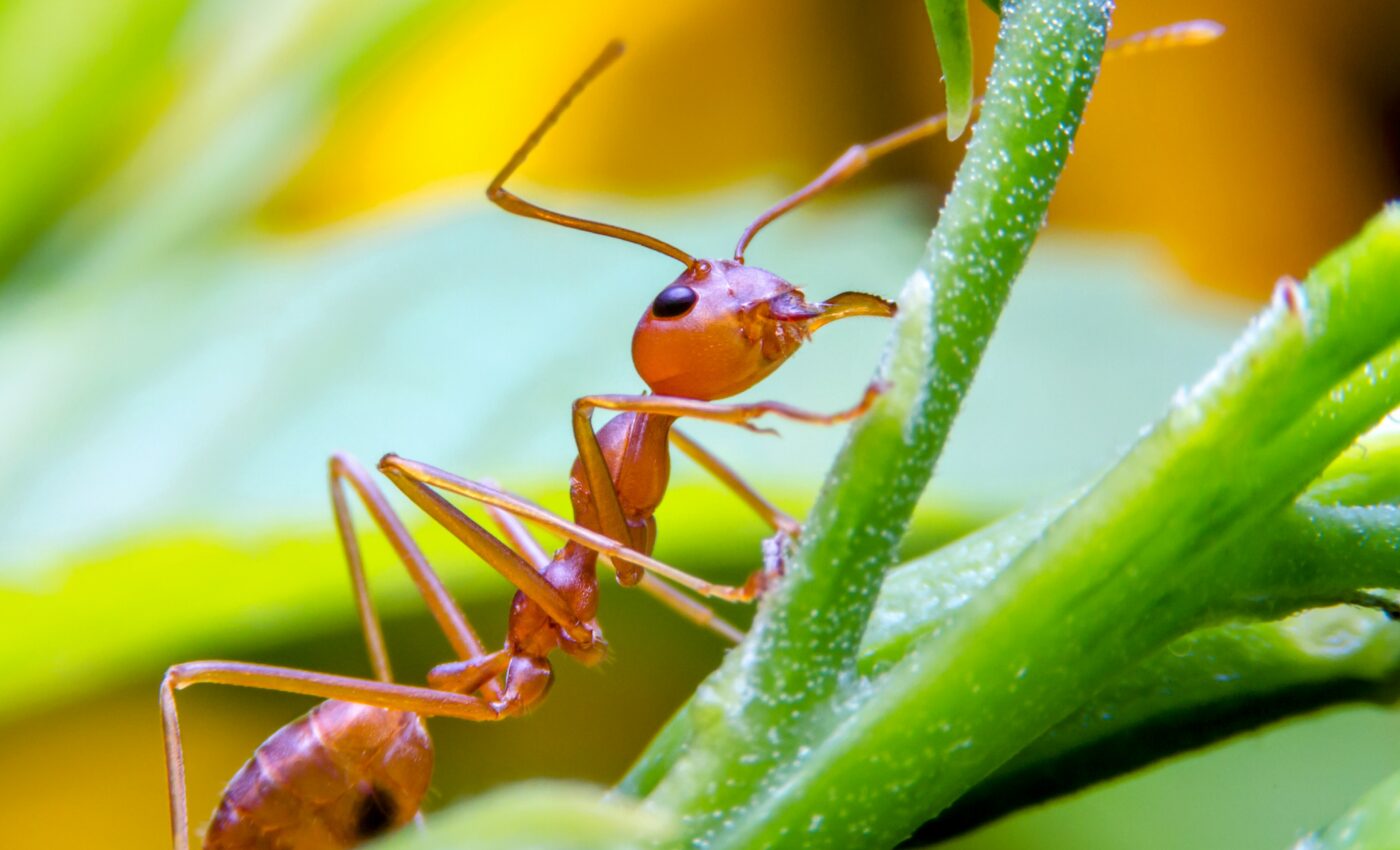 "Supergene" transformed the social hierarchy of fire ants