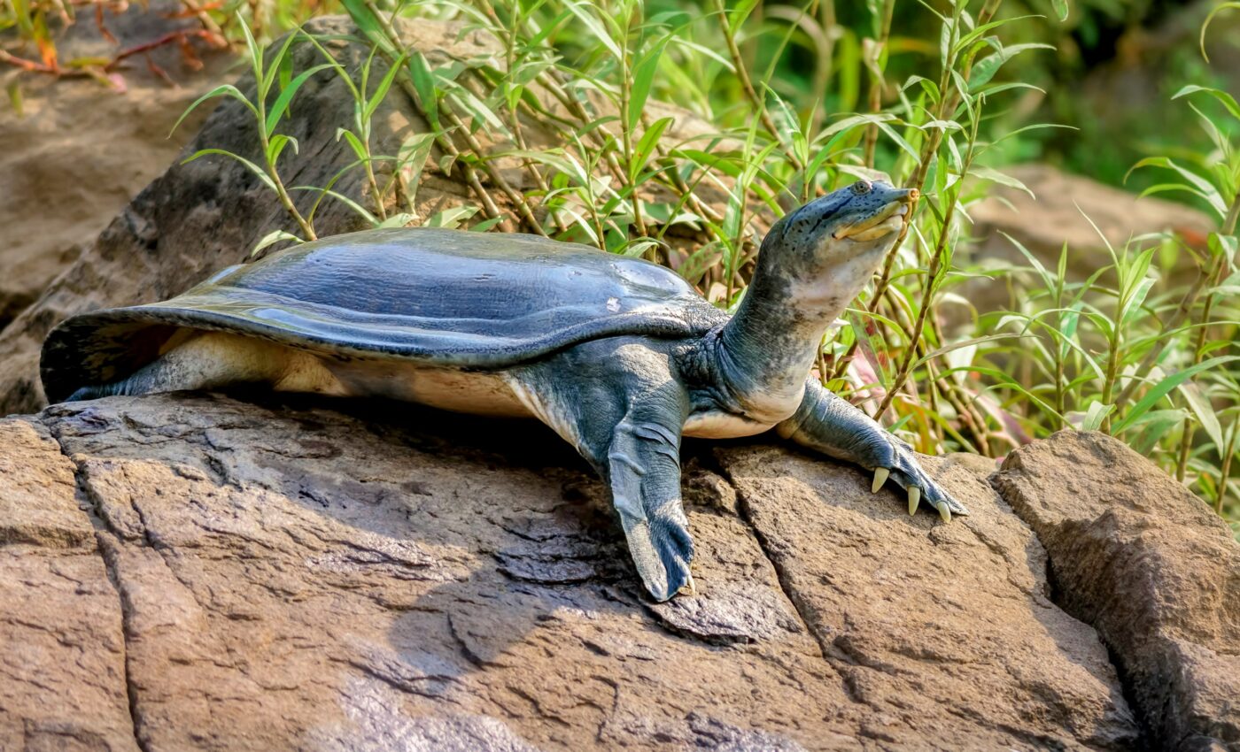 Softshell turtles lived alongside the dinosaurs