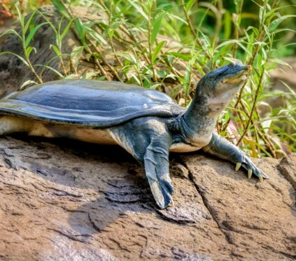 Softshell-turtles.jpg