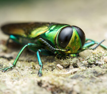 Agrilus,Planipennis,-,Emerald,Ash,Borer