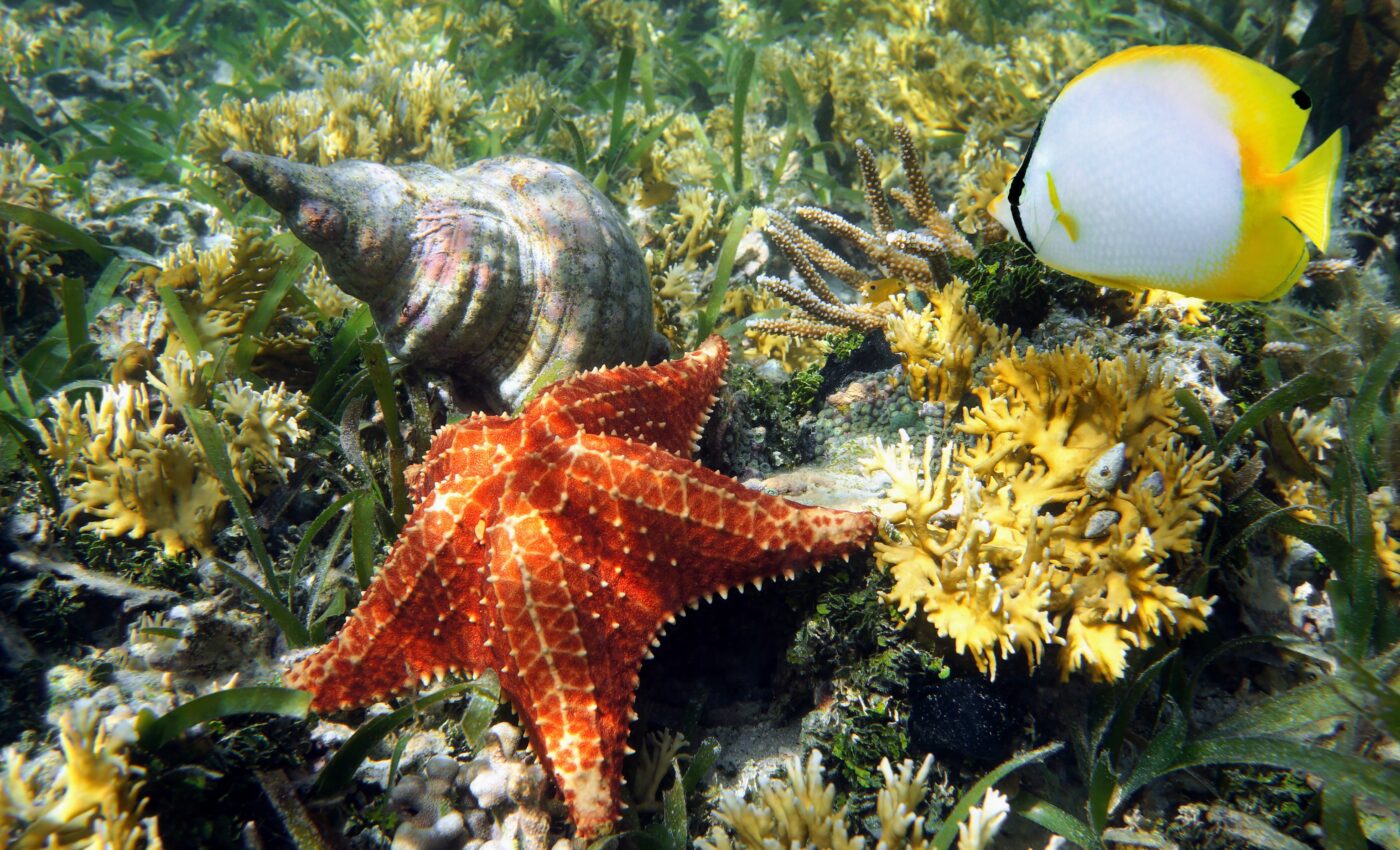 Marine microbe may help in the fight against climate change