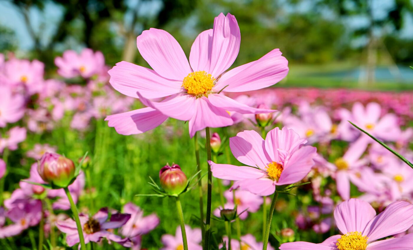 Study suggests that all living organisms produce methane