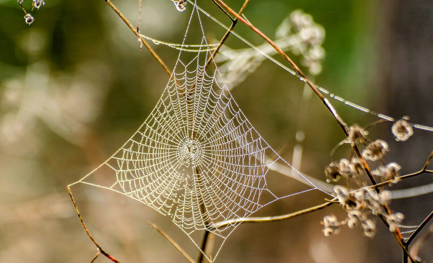 Spider silk can help human cells kill cancer