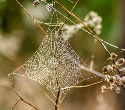 Spider-silk2.jpg