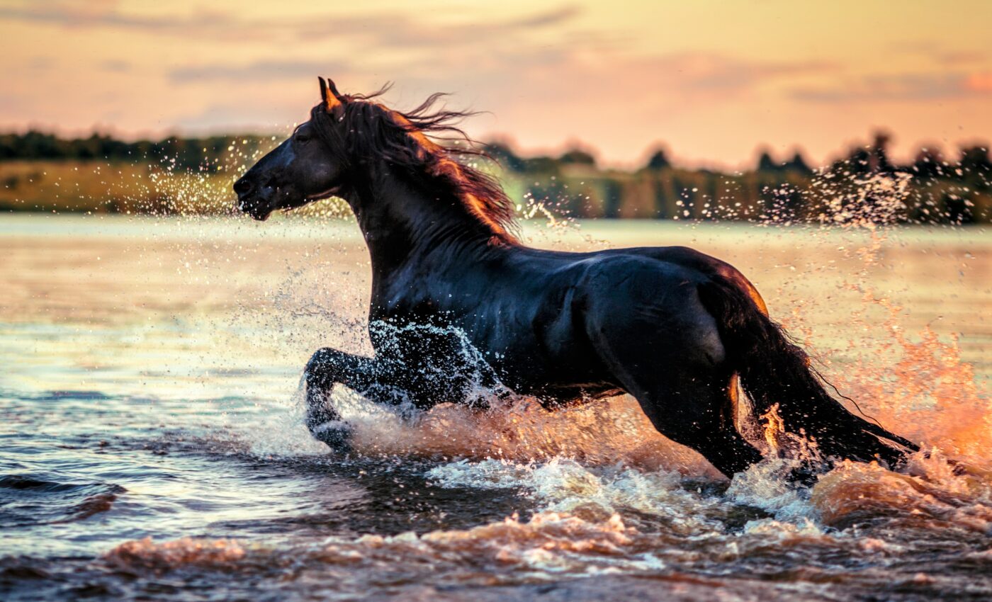 Congress takes a step toward humane management of wild horses