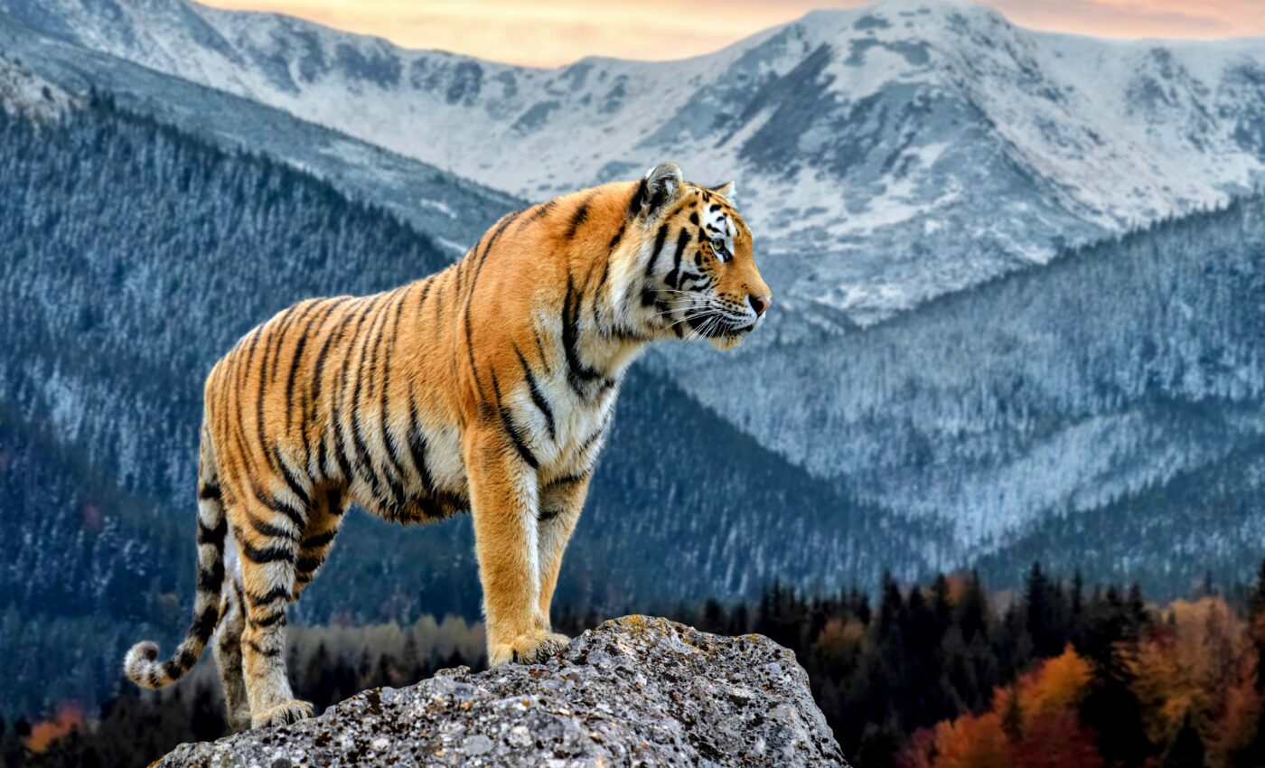 Ancient sabre-tooth sheds light on the evolution of hypercarnivores