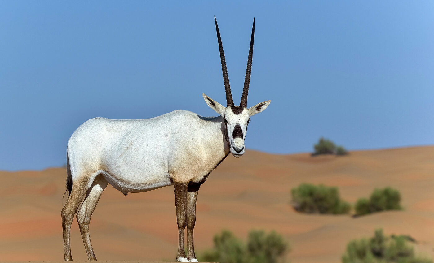 Scientists are fighting to save the iconic Arabian oryx