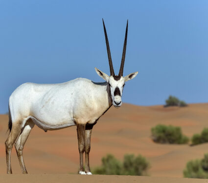 Arabian,Oryx