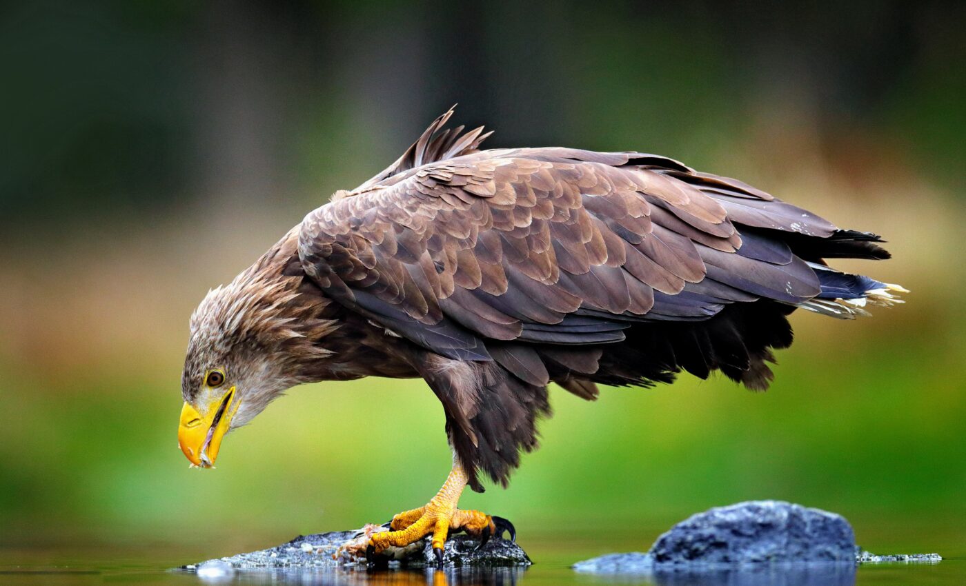 Lead poisoning from hunting is killing Europe's most charismatic birds