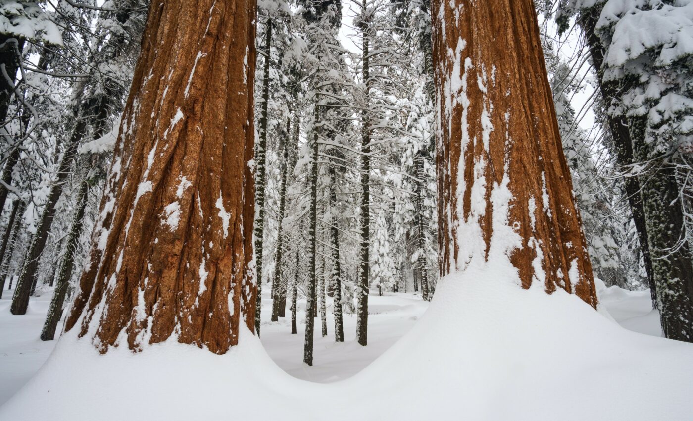 Big trees protect forests by maintaining snowpack