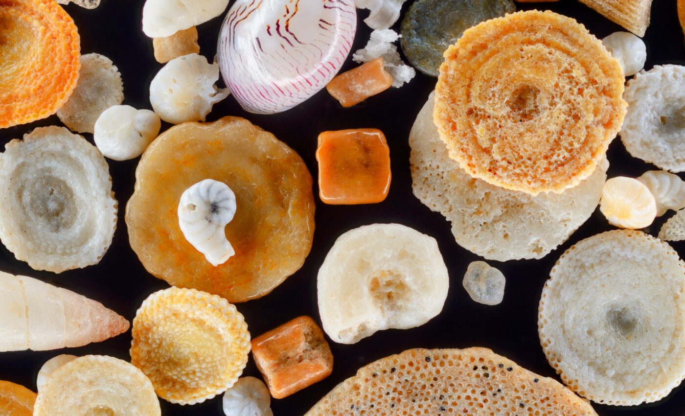 Fossil shells reveal details of historic climate warming