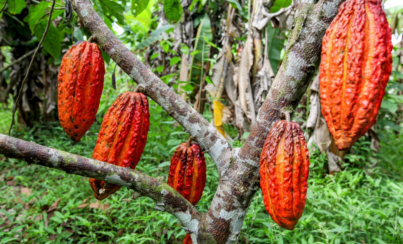 Cocoa beans reduce the risk of fatal cardiovascular events