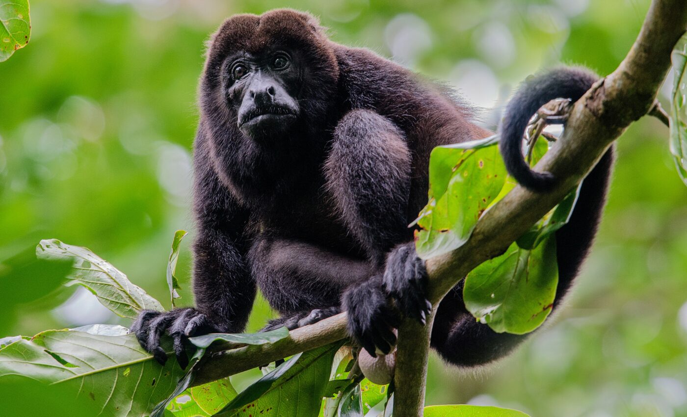 Howler monkeys get playful to ease group tension