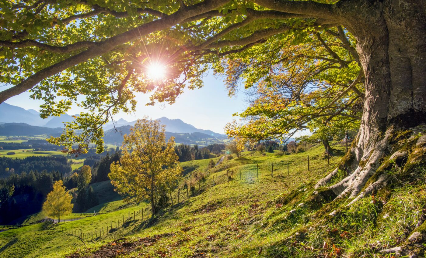 Beech trees in southern Europe are facing drastic growth declines