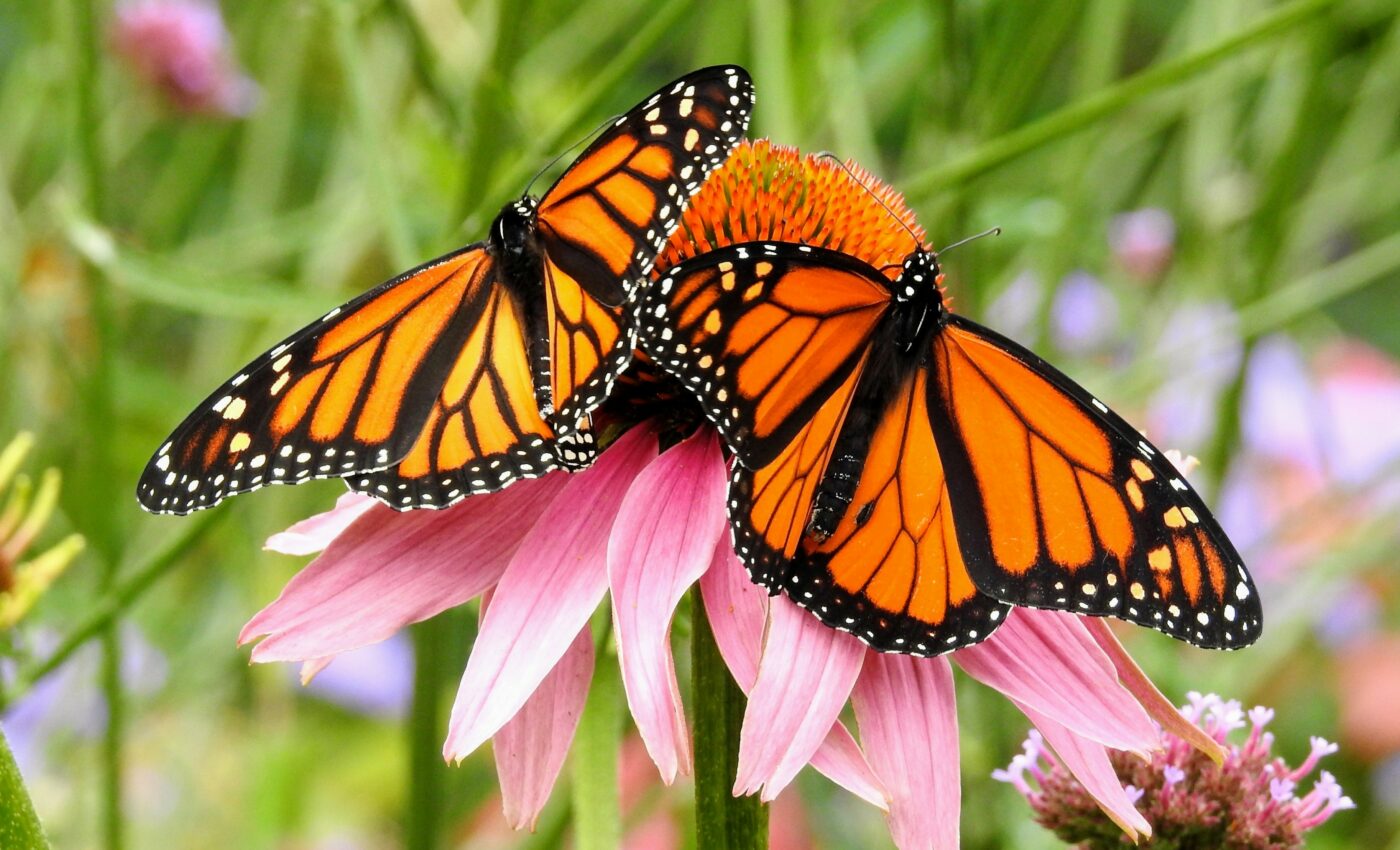 Millions of monarch butterflies are killed by parasites yearly
