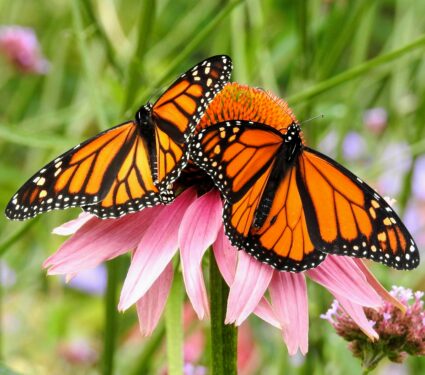 Monarch-butterflies2.jpg