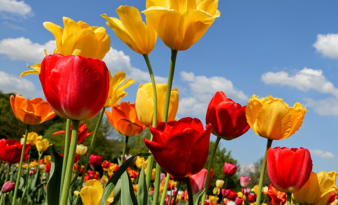 Spring finally arrives this weekend