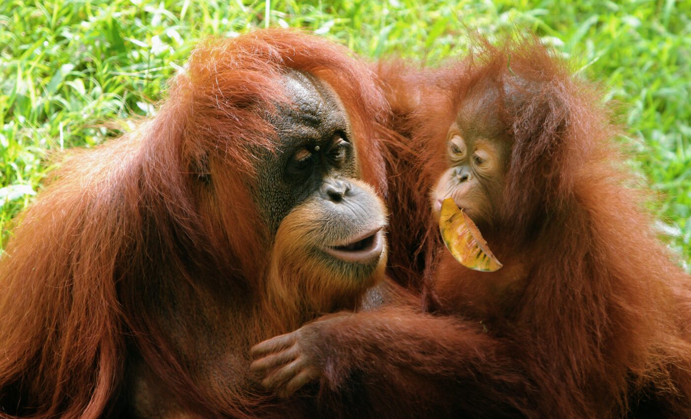 Ape “vocabularies” are shaped by social interaction