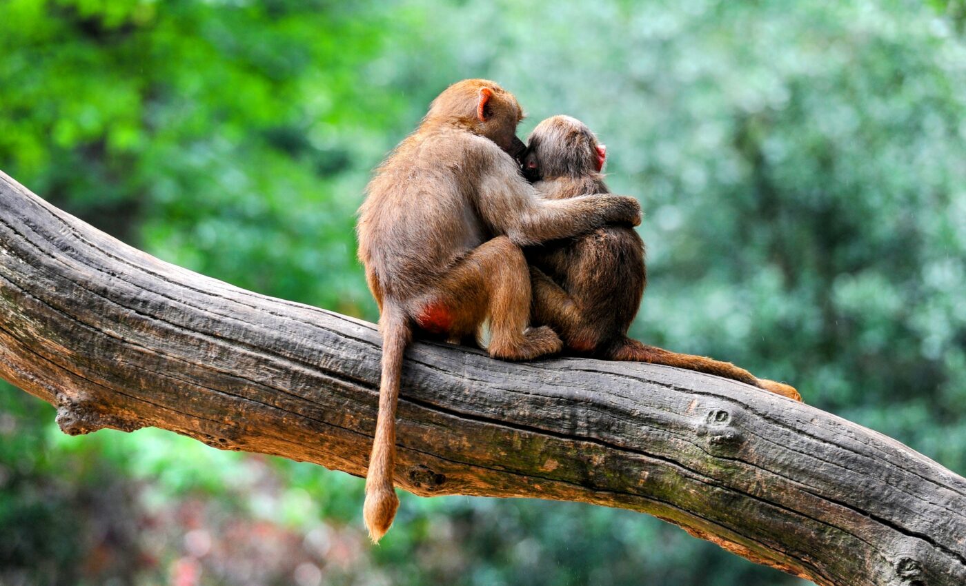 International Day of Forests: a time for global unity