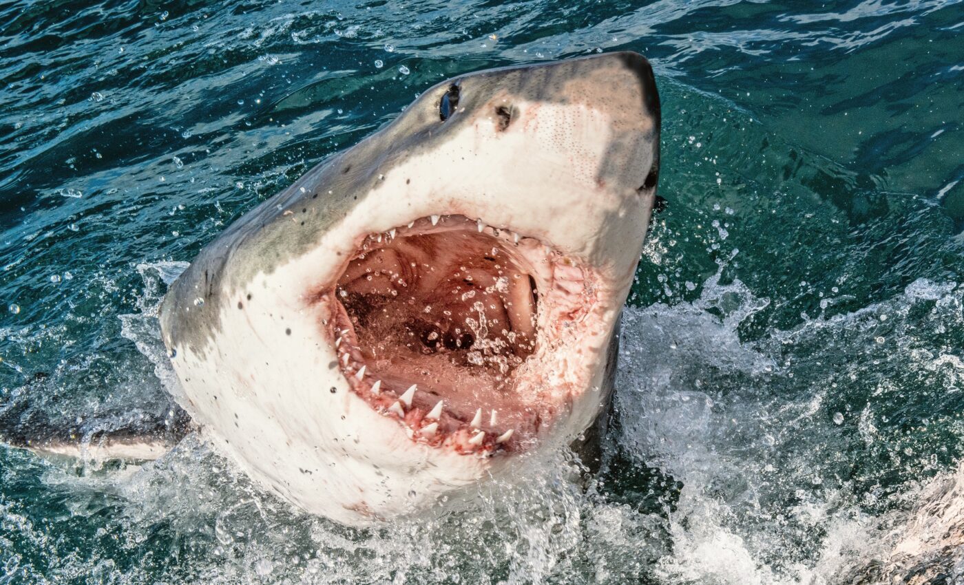 Early animal jaws optimized bite strength and speed