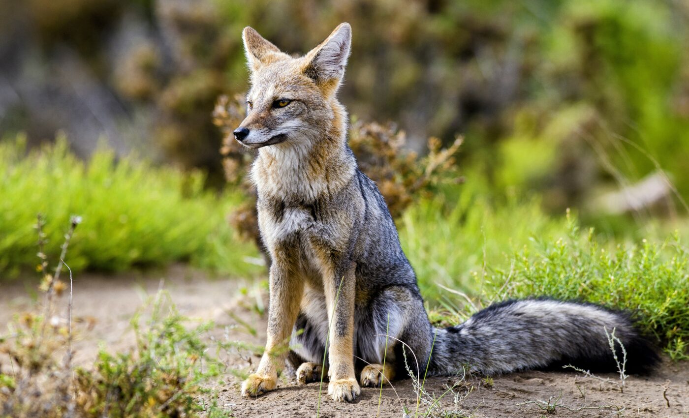 Trees help gray foxes coexist with coyotes