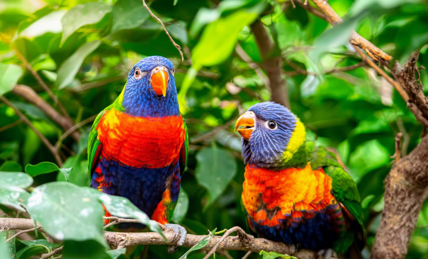 Extreme heat is harder on birds in the forest than in the city