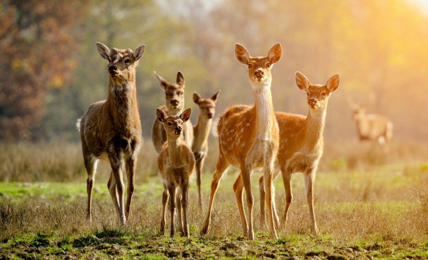 Study shows deer can transmit COVID for up to five days