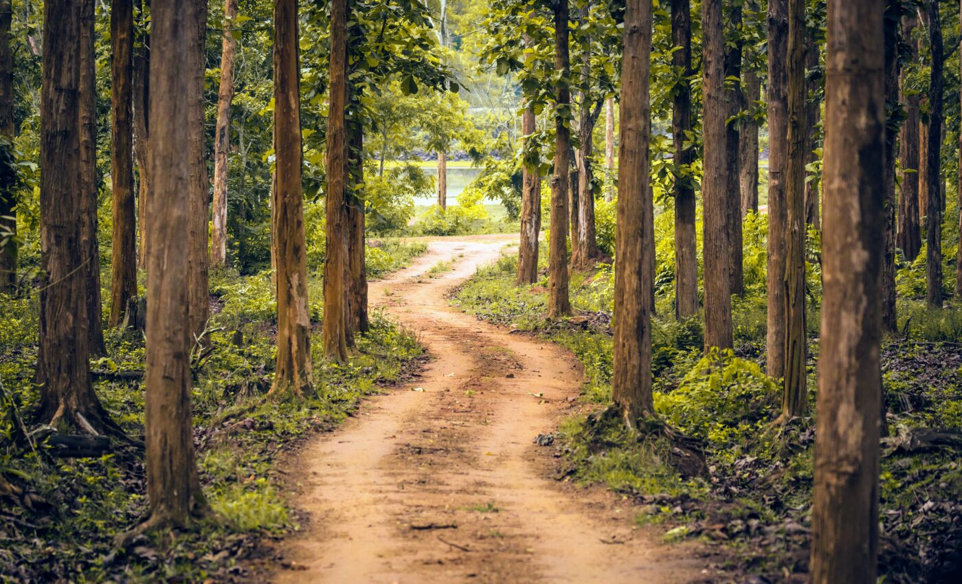 Forest loss in India is worse than expected due to climate change