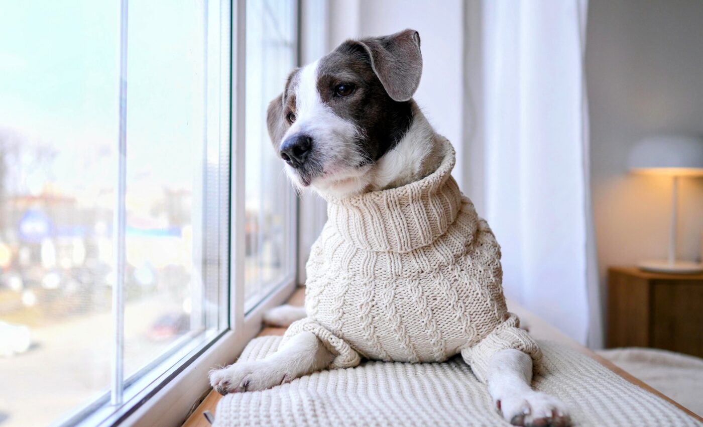 Repetitive behaviors in dogs are influenced by many factors