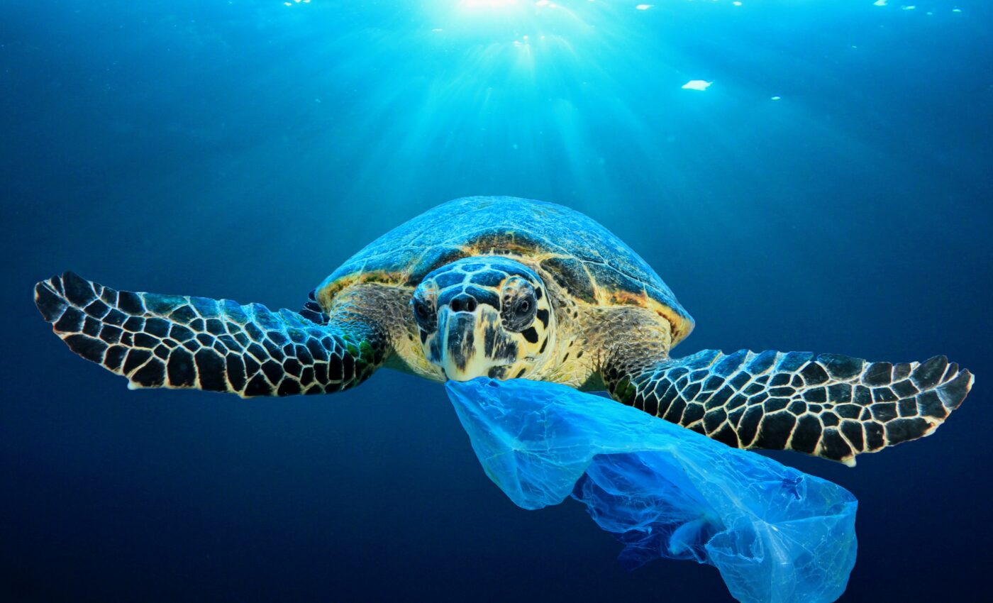 Sea turtles are now ingesting disposable face masks