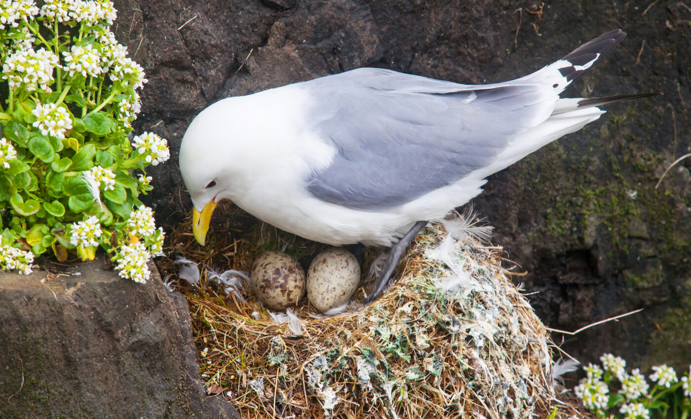 Birds are laying their eggs earlier to adapt to climate change