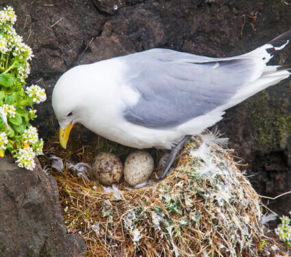 Kittiwake,Sittig,On,A,Nest,With,Two,Eggs