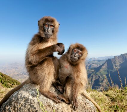 Gelada-monkeys.jpg