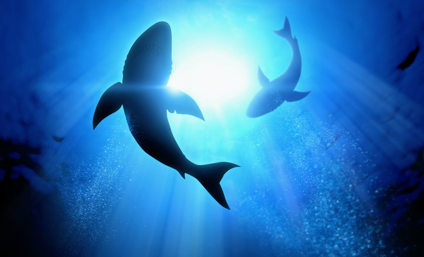 Great white sharks form social bonds while hunting