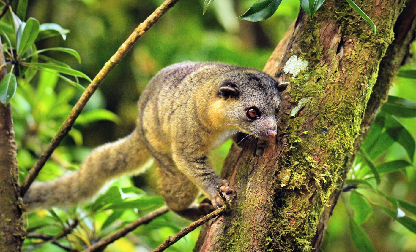 Solving the mystery of how Zamias live in the forest canopy