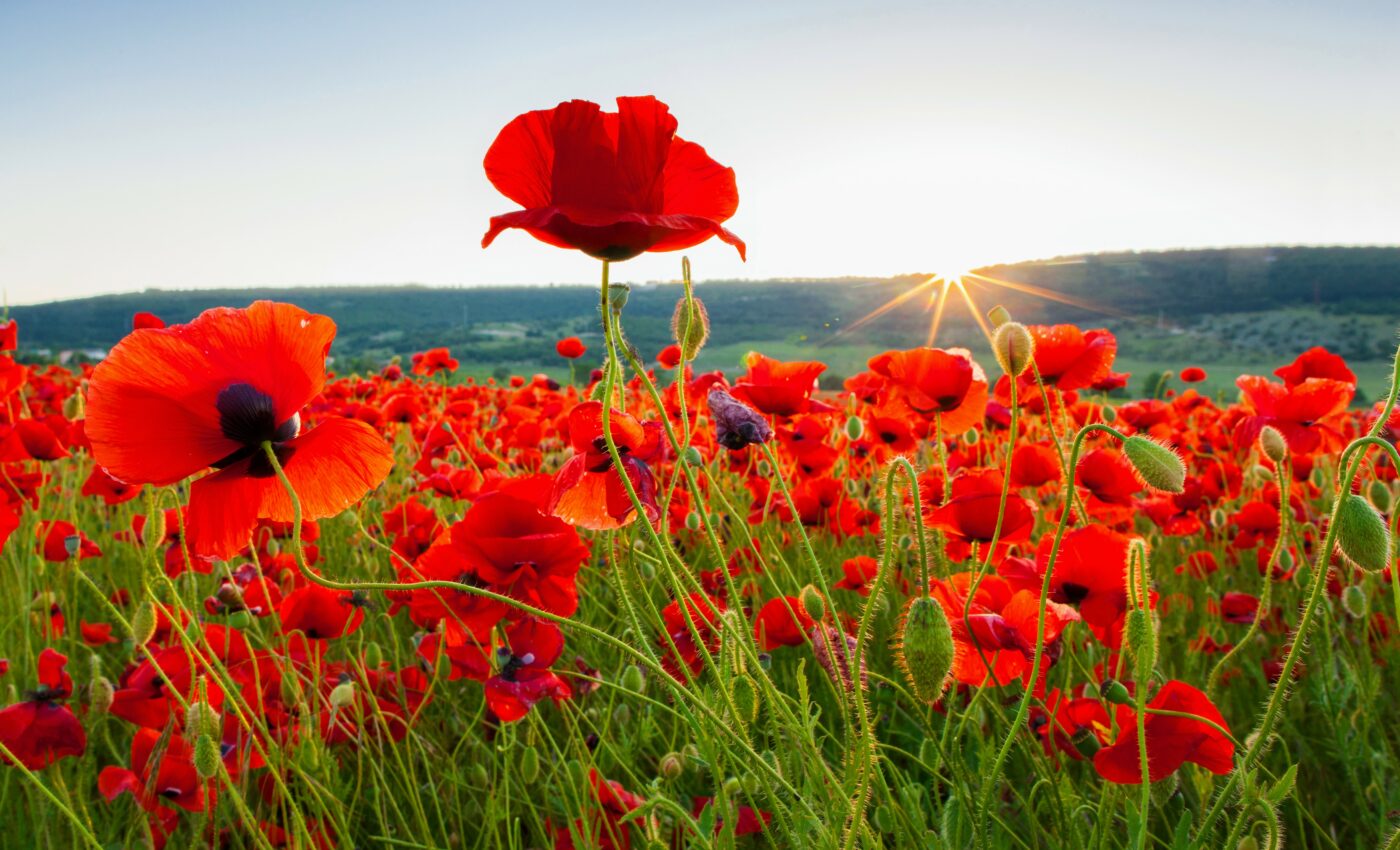 Study reveals new clues about self-fertilization in plants