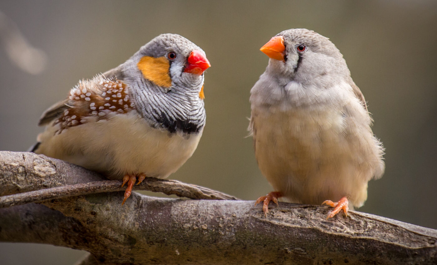 Female zebra finches choose mates based on their dialects