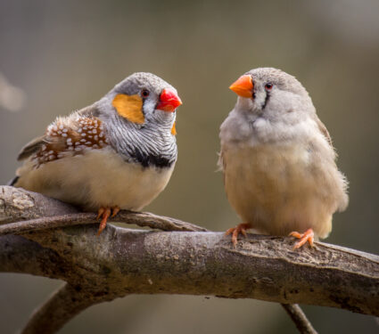 Two,Zebra,Finches