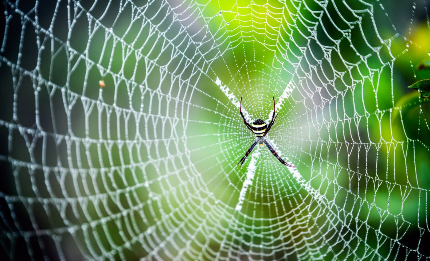 Spiders use their webs to detect sounds