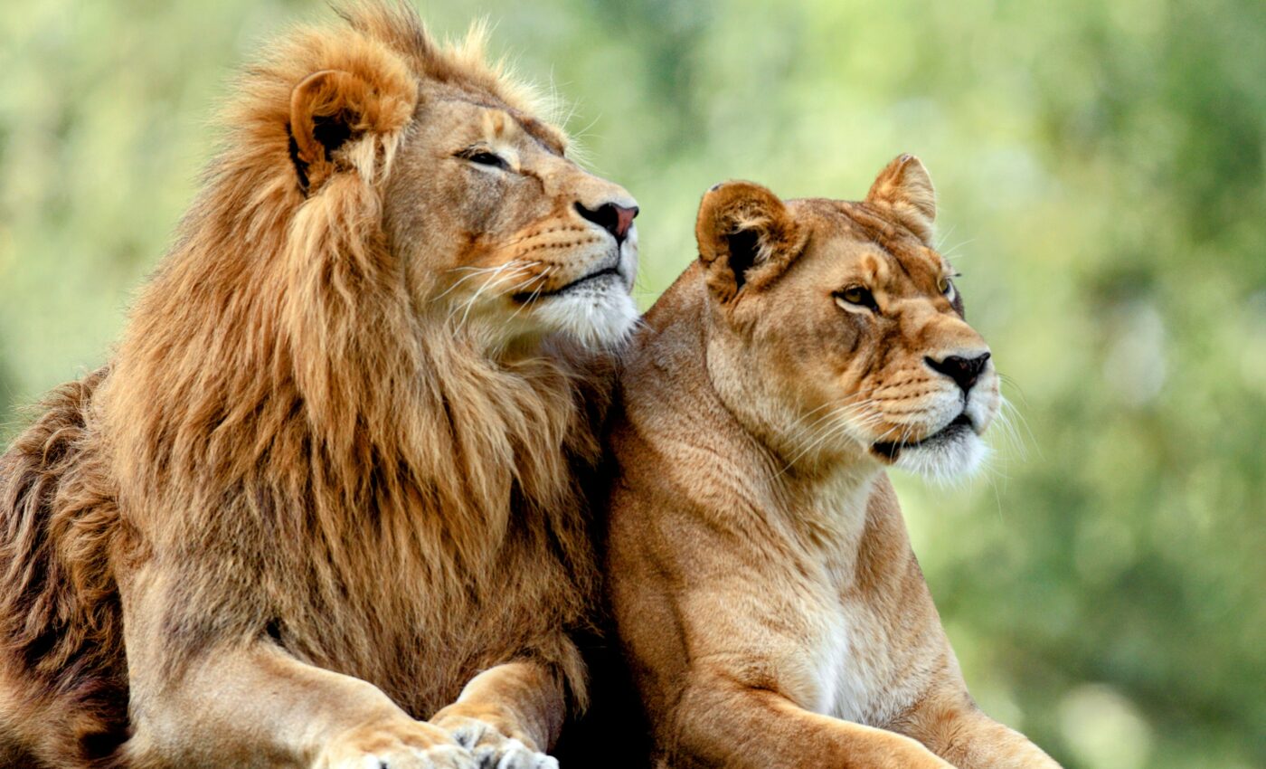 Hormone treatment makes captive lions more manageable