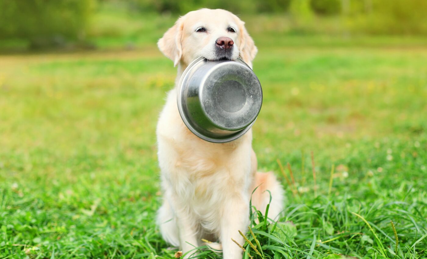 Avocado may be a safe source of fiber for dogs