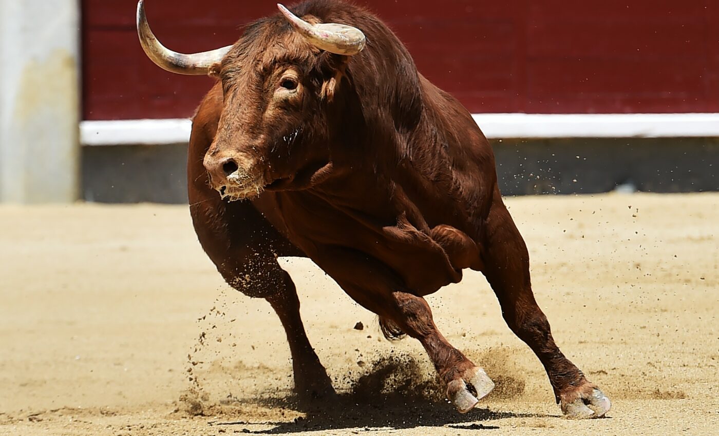 New test can detect bulls’ fertility status in minutes