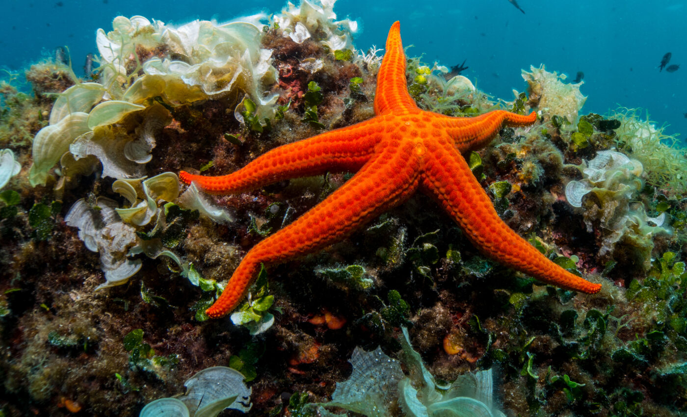 A single gene could control biodiversity in an ecosystem