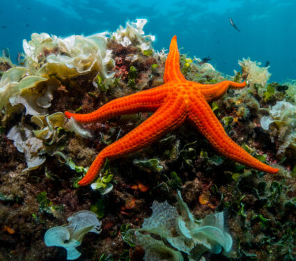 Starfish,And,Sponge,Of,The,Mediterranean,Sea.